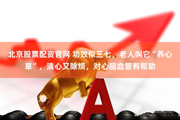 北京股票配资官网 功效似三七，老人叫它“养心草”，清心又除烦，对心脑血管有帮助
